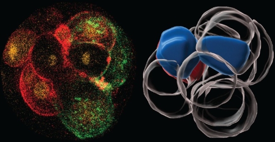 Live imaging and digital reconstruction of a dividing zygote.